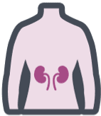 Kidneys and their position in the human body
